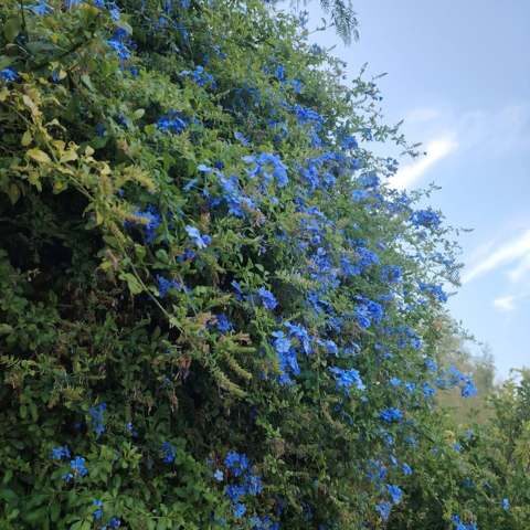 Jardin 2
