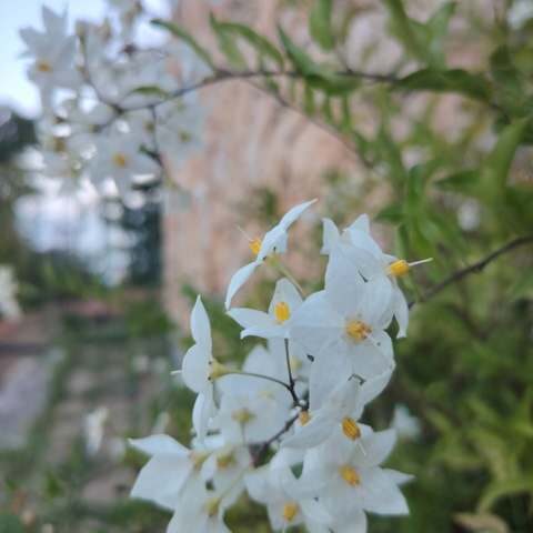 Jardin 11